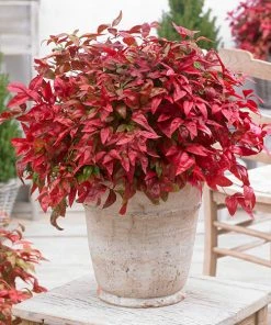 Brighter Blooms Blush Pink⢠Nandina Shrub