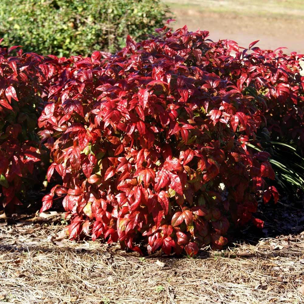 Brighter Blooms Blush Pink™ Nandina Shrub 4 Brighter Blooms Blush Pink™ Nandina Shrub