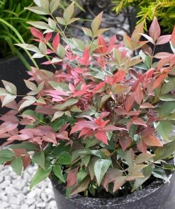 Brighter Blooms Blush Pink™ Nandina Shrub 8 Brighter Blooms Blush Pink™ Nandina Shrub