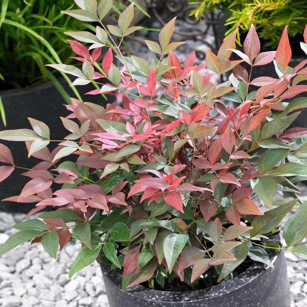 Brighter Blooms Blush Pink™ Nandina Shrub 3 Brighter Blooms Blush Pink™ Nandina Shrub