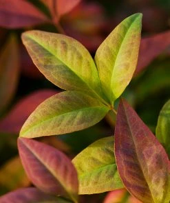Brighter Blooms Blush Pink™ Nandina Shrub 10 Brighter Blooms Blush Pink™ Nandina Shrub