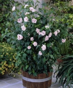 Brighter Blooms Blushing Bride Rose Of Sharon Althea Shrub 7 Brighter Blooms Blushing Bride Rose Of Sharon Althea Shrub