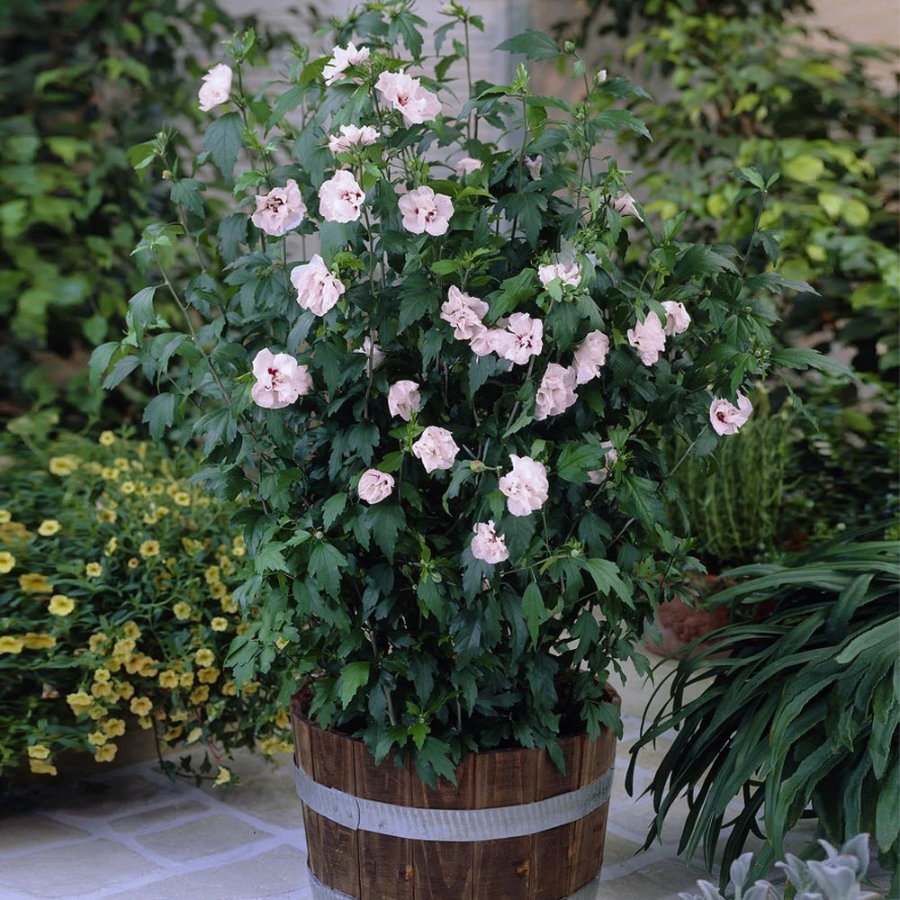 Brighter Blooms Blushing Bride Rose Of Sharon Althea Shrub 4 Brighter Blooms Blushing Bride Rose Of Sharon Althea Shrub