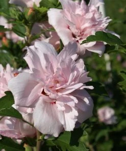 Brighter Blooms Blushing Bride Rose Of Sharon Althea Shrub