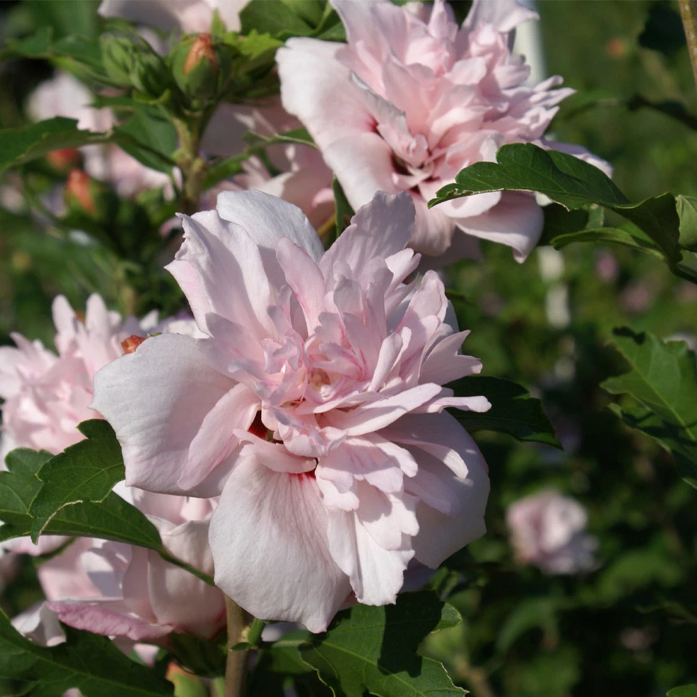 Brighter Blooms Blushing Bride Rose Of Sharon Althea Shrub 2 Brighter Blooms Blushing Bride Rose Of Sharon Althea Shrub