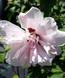 Brighter Blooms Blushing Bride Rose Of Sharon Althea Shrub 6 Brighter Blooms Blushing Bride Rose Of Sharon Althea Shrub