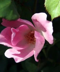 Brighter Blooms Roses Blushing Knock Out® Rose