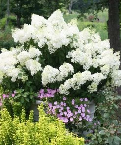 Brighter Blooms Bobo® Hydrangea Shrub