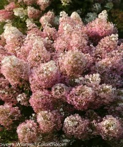 Brighter Blooms Bobo® Hydrangea Shrub