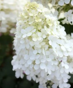 Brighter Blooms Bobo® Hydrangea Shrub
