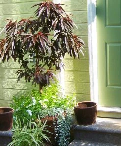 Brighter Blooms Bonfire Patio Peach Tree