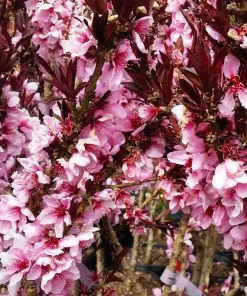 Brighter Blooms Bonfire Patio Peach Tree 15 Brighter Blooms Bonfire Patio Peach Tree