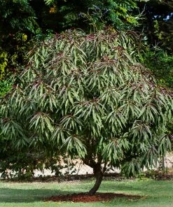 Brighter Blooms Bonfire Patio Peach Tree 13 Brighter Blooms Bonfire Patio Peach Tree