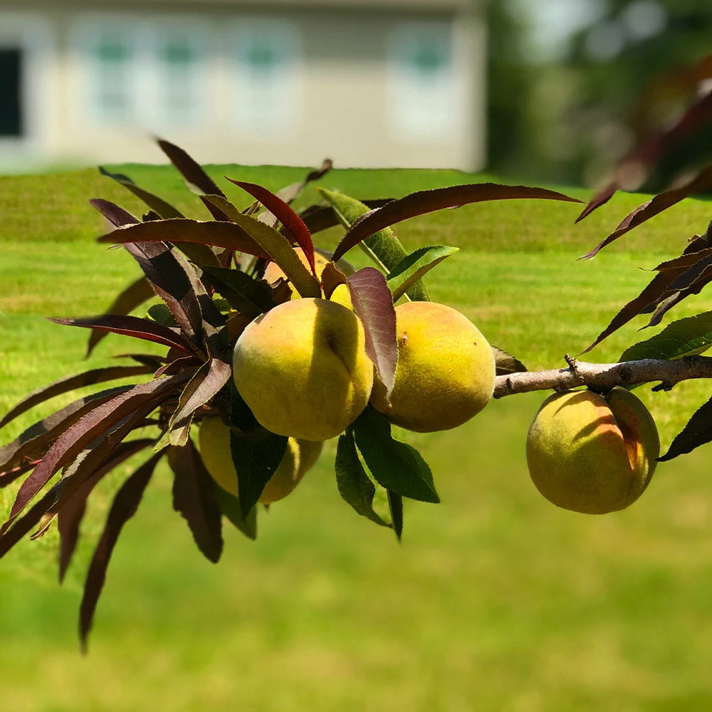 Brighter Blooms Bonfire Patio Peach Tree 3 Brighter Blooms Bonfire Patio Peach Tree