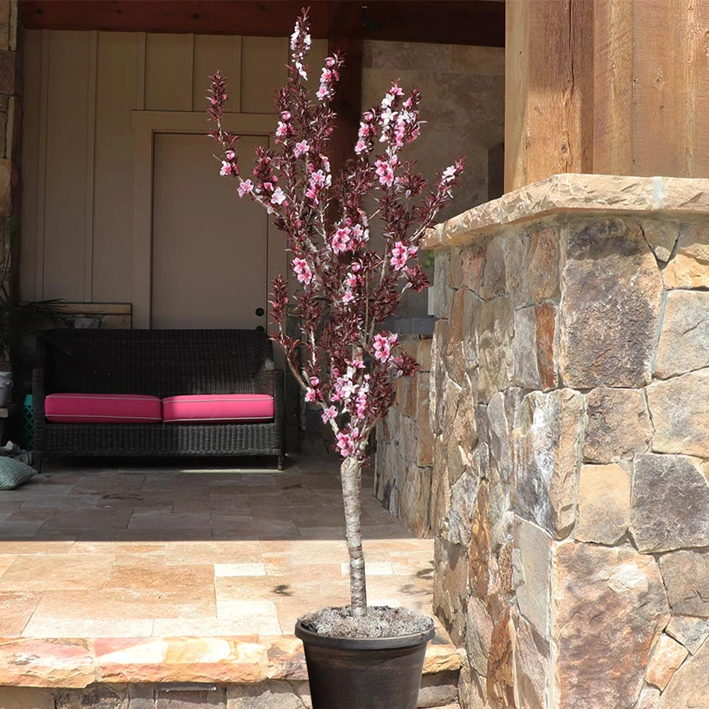 Brighter Blooms Bonfire Patio Peach Tree 5 Brighter Blooms Bonfire Patio Peach Tree