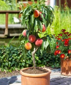 Brighter Blooms Fruit Trees Bonanza Peach Tree 5 Brighter Blooms Fruit Trees Bonanza Peach Tree