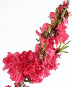Brighter Blooms Fruit Trees Bonanza Peach Tree 6 Brighter Blooms Fruit Trees Bonanza Peach Tree
