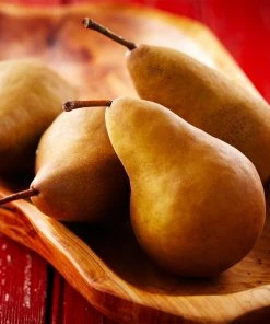 Brighter Blooms Bosc Pear Tree Pear Trees 6 Brighter Blooms Bosc Pear Tree Pear Trees