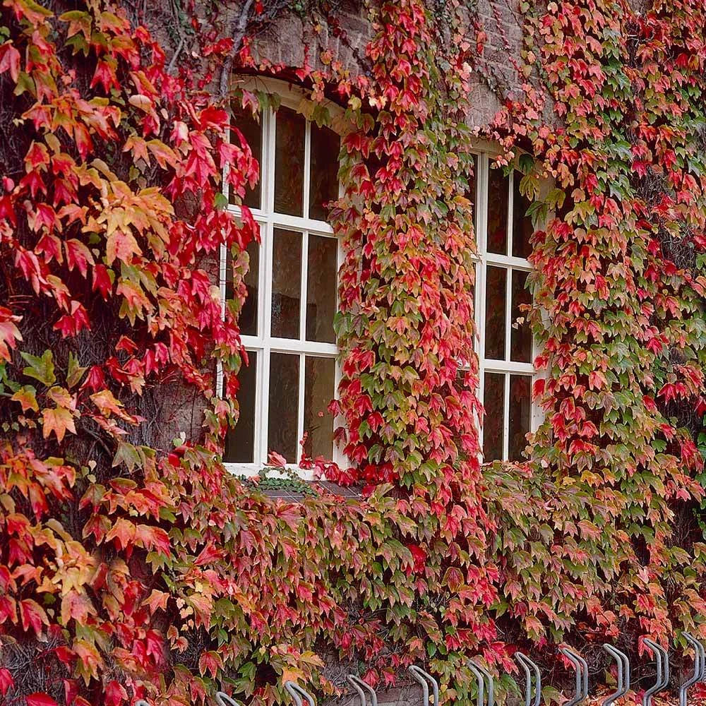 Brighter Blooms Boston Ivy 2 Brighter Blooms Boston Ivy