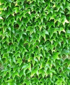 Brighter Blooms Boston Ivy 5 Brighter Blooms Boston Ivy