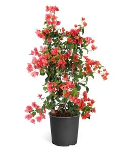 Brighter Blooms SHOP ALL Sundown Orange Bougainvillea 15 Brighter Blooms SHOP ALL Sundown Orange Bougainvillea