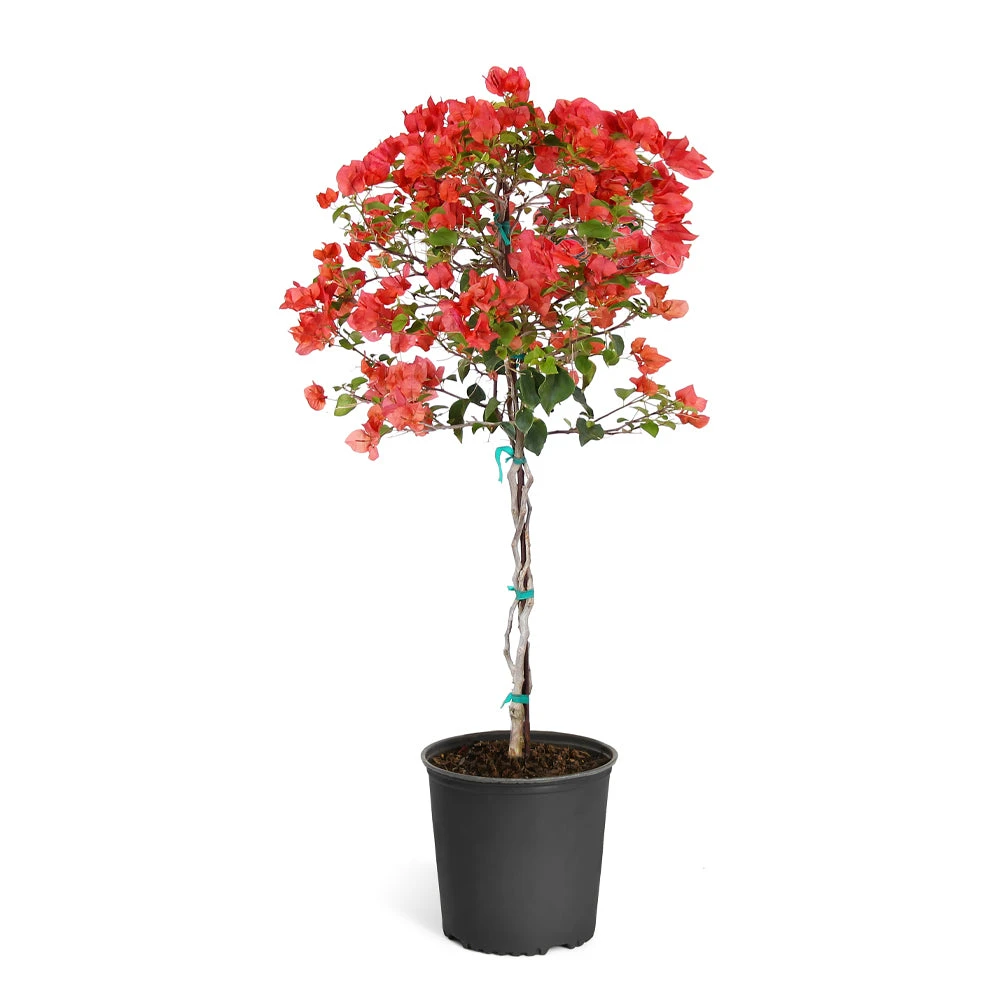Brighter Blooms SHOP ALL Sundown Orange Bougainvillea 6 Brighter Blooms SHOP ALL Sundown Orange Bougainvillea