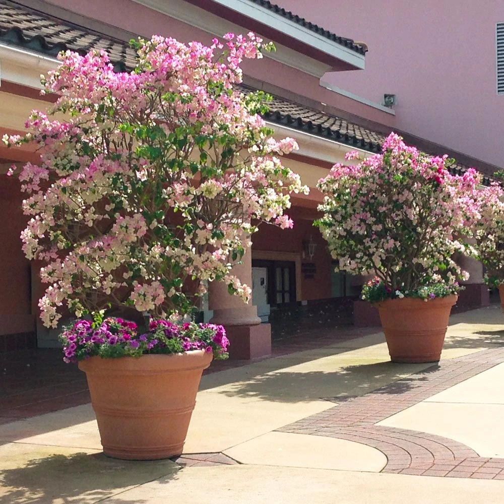 NO WARRANTY SHOP ALL Imperial Thai Delight Bougainvillea 3 NO WARRANTY SHOP ALL Imperial Thai Delight Bougainvillea