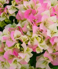 Brighter Blooms Imperial Thai Delight Bougainvillea