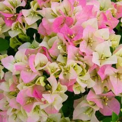 NO WARRANTY SHOP ALL Imperial Thai Delight Bougainvillea