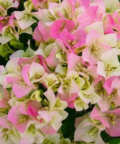 Brighter Blooms Imperial Thai Delight Bougainvillea