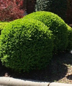 Brighter Blooms Titan Boxwood Shrub 7 Brighter Blooms Titan Boxwood Shrub