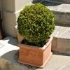 Brighter Blooms Titan Boxwood Shrub