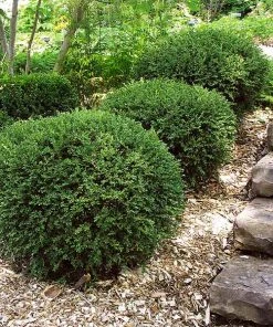 Brighter Blooms Wintergreen Boxwood Shrub Shrubs & Hedges