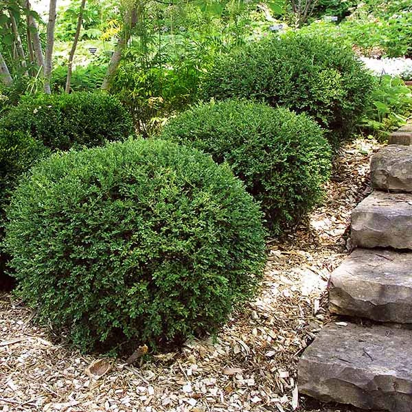 Brighter Blooms Wintergreen Boxwood Shrub Shrubs & Hedges 1 Brighter Blooms Wintergreen Boxwood Shrub Shrubs & Hedges