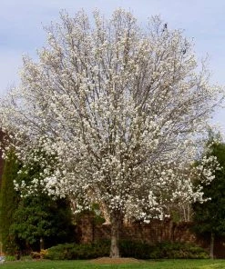 Brighter Blooms Bradford Pear Tree 7 Brighter Blooms Bradford Pear Tree