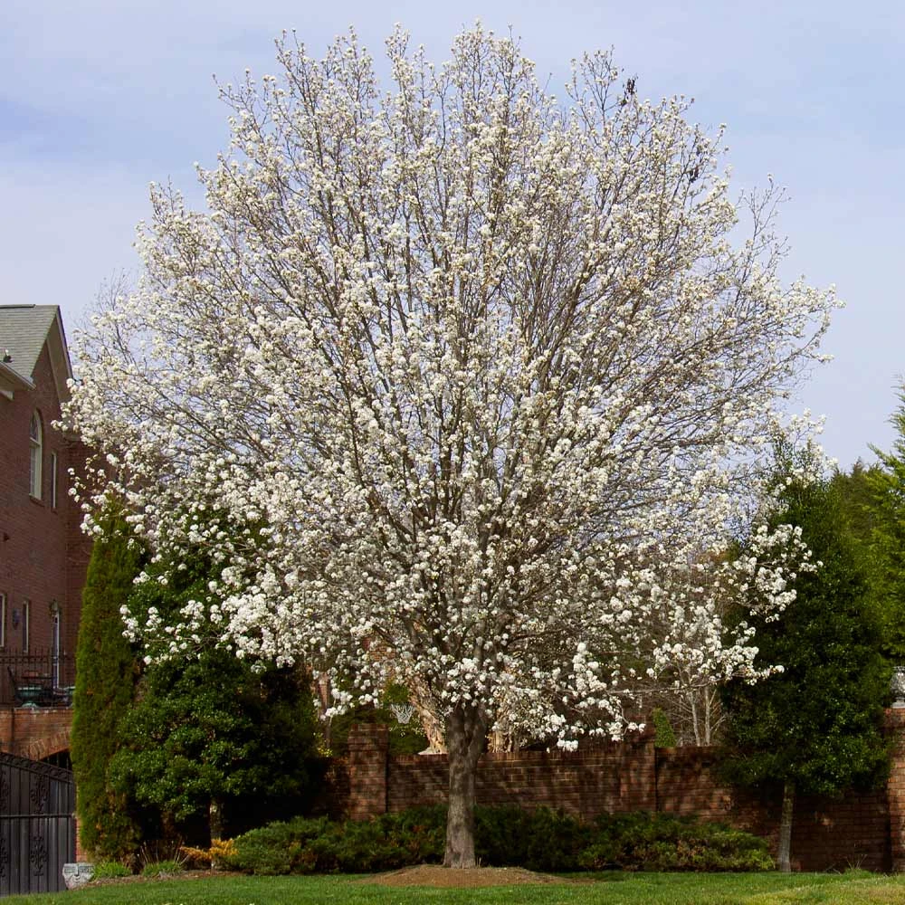 Brighter Blooms Bradford Pear Tree 3 Brighter Blooms Bradford Pear Tree