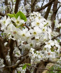 Brighter Blooms Bradford Pear Tree 9 Brighter Blooms Bradford Pear Tree