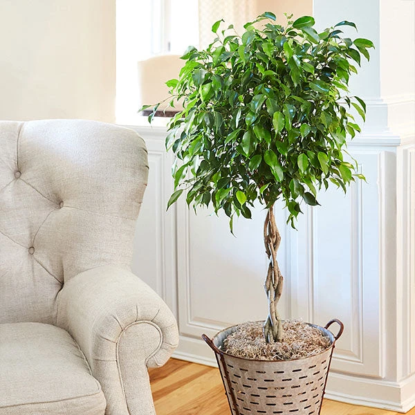 Brighter Blooms Benjamina Ficus Tree SHOP ALL 1 Brighter Blooms Benjamina Ficus Tree SHOP ALL