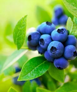 Brighter Blooms Brightwell Blueberry Bush Fruit Trees