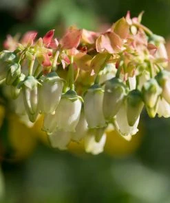 Brighter Blooms Brightwell Blueberry Bush Fruit Trees 7 Brighter Blooms Brightwell Blueberry Bush Fruit Trees