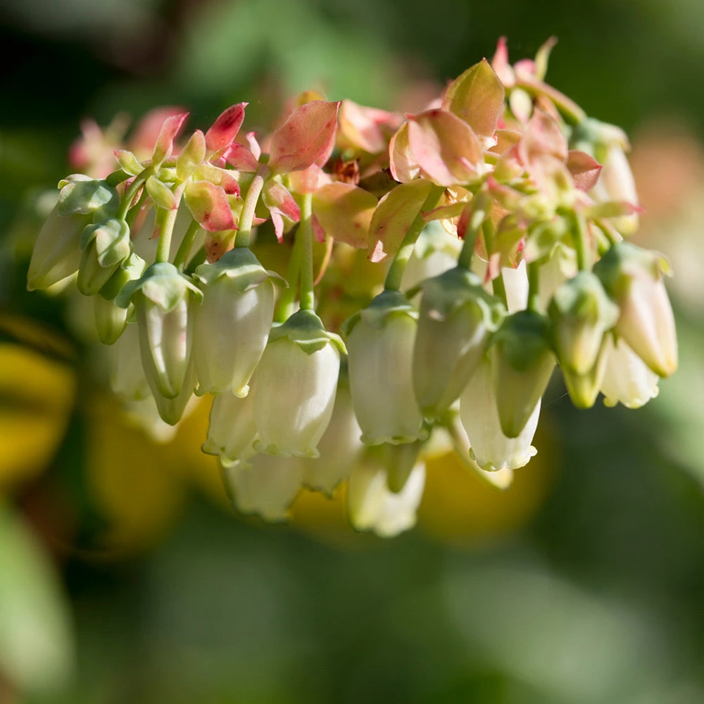 Brighter Blooms Brightwell Blueberry Bush Fruit Trees 3 Brighter Blooms Brightwell Blueberry Bush Fruit Trees