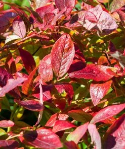 Brighter Blooms Brightwell Blueberry Bush Fruit Trees 8 Brighter Blooms Brightwell Blueberry Bush Fruit Trees