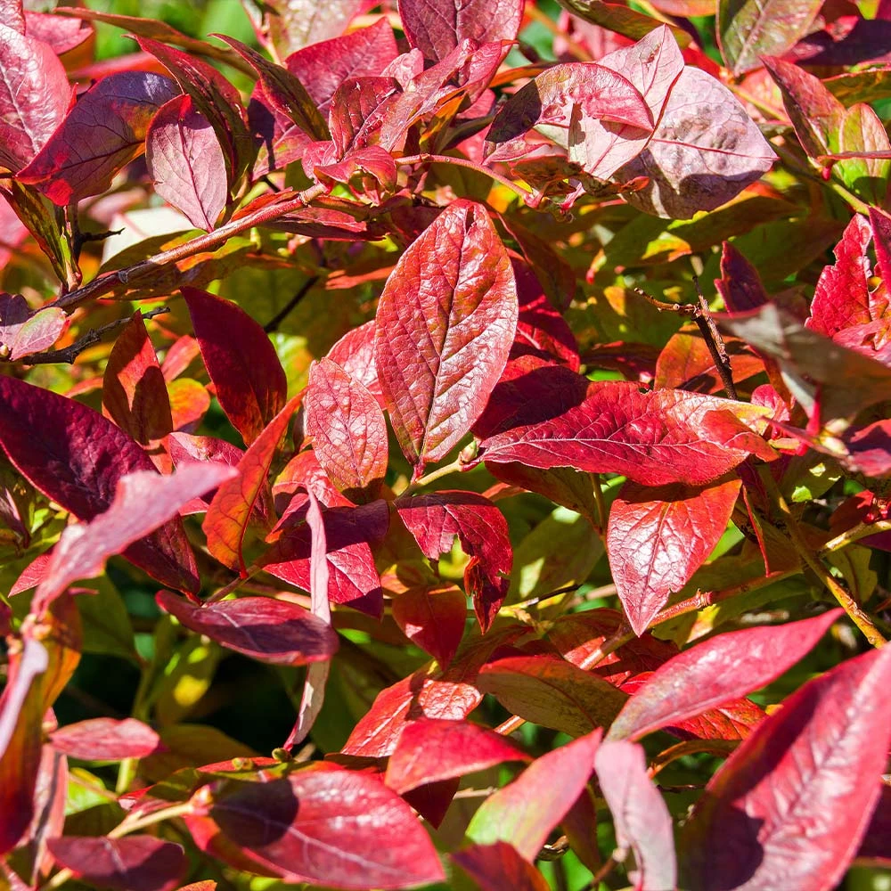 Brighter Blooms Brightwell Blueberry Bush Fruit Trees 4 Brighter Blooms Brightwell Blueberry Bush Fruit Trees