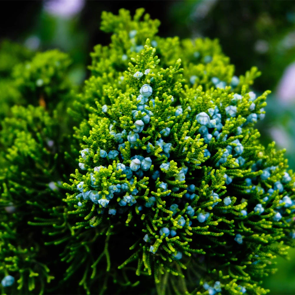 Brighter Blooms Evergreen & Privacy Brodie Eastern Red Cedar Tree 2 Brighter Blooms Evergreen & Privacy Brodie Eastern Red Cedar Tree