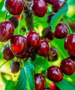 Brighter Blooms Brooks Cherry Tree