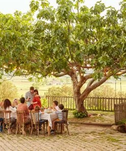 Brighter Blooms Brown Turkey Fig 6 Brighter Blooms Brown Turkey Fig