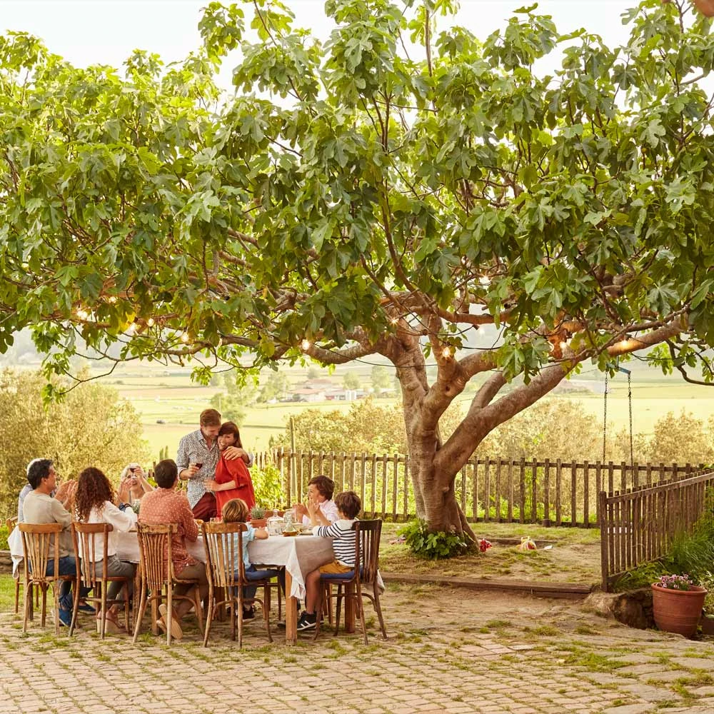 Brighter Blooms Brown Turkey Fig 3 Brighter Blooms Brown Turkey Fig