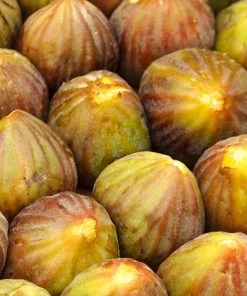 Brighter Blooms Brown Turkey Fig 7 Brighter Blooms Brown Turkey Fig