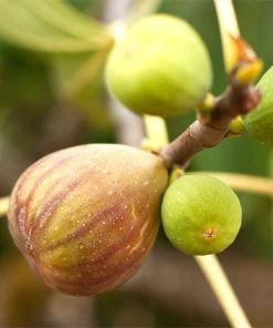 Brighter Blooms Brown Turkey Fig