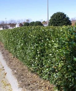 Brighter Blooms Dwarf Burford Holly Shrub Shrubs & Hedges 6 Brighter Blooms Dwarf Burford Holly Shrub Shrubs & Hedges